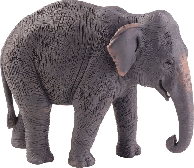 Hovedbilde Mojo Asiatisk elefant